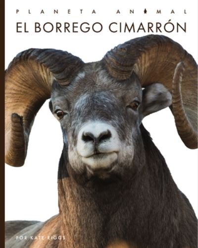 Cover for Kate Riggs · Borrego Cimarrón (Bok) (2023)