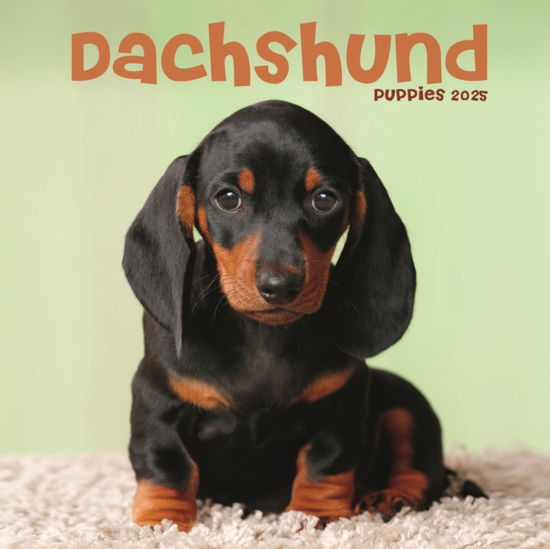 Cover for Avonside Publishing Ltd · Dachshund Puppies Square Mini Calendar 2025 (Taschenbuch) (2024)