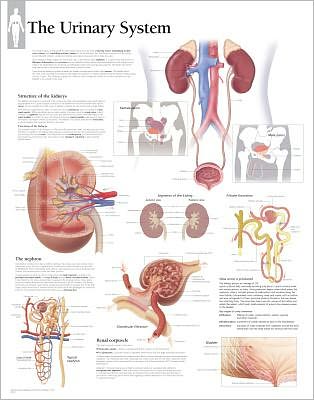 Urinary System Laminated Poster - Scientific Publishing - Mercancía - Scientific Publishing - 9781932922448 - 2 de octubre de 2009