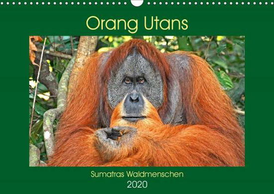 Cover for Edel · Orang Utans Sumatras Waldmenschen (Book)