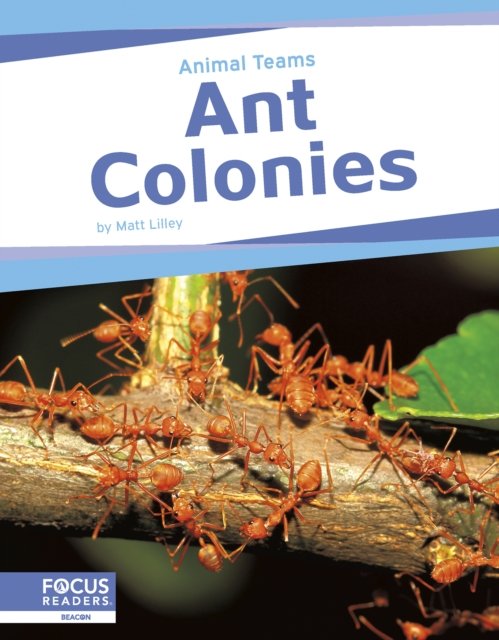 Cover for Matt Lilley · Ant Colonies - Animal Teams (Paperback Book) (2024)