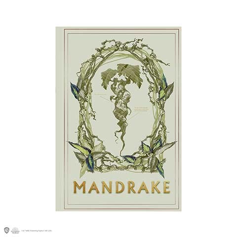 Cover for Harry Potter: Cinereplicas · Mandragora (Notebook / Taccuino) (N/A)