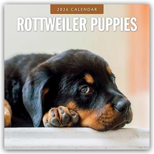 Cover for Red Robin · Rottweiler Puppies 2026 Square Wall Calendar (Paperback Book) (2025)