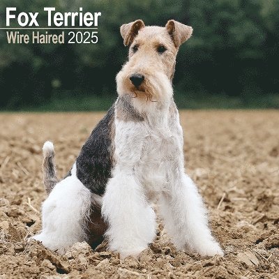Cover for Fox Terrier Wirehaired Calendar 2025 Square Dog Breed Wall Calendar - 16 Month (Kalender) (2024)