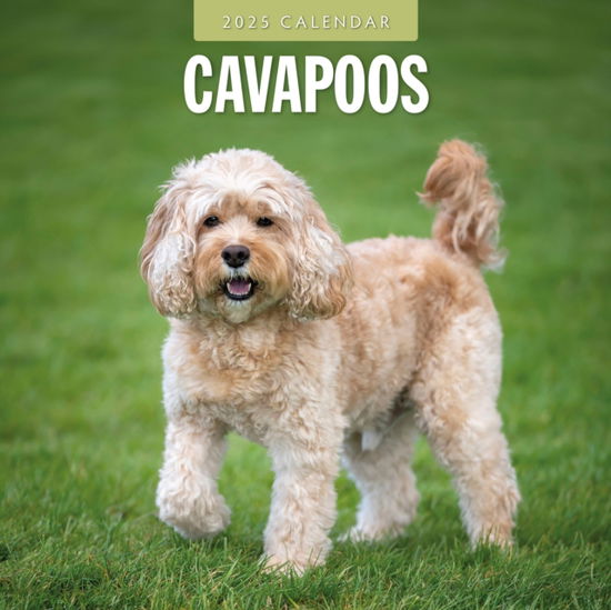 Red Robin · Cavapoos 2025 Square Wall Calendar (Pocketbok) (2024)