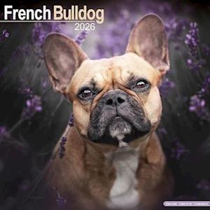 Cover for French Bulldog Calendar 2026  Square Dog Breed Wall Calendar - 16 Month (Calendar) (2025)