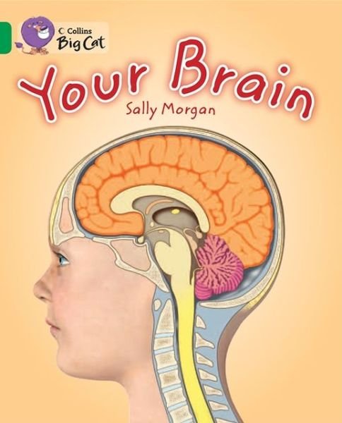 Cover for Sally Morgan · Your Brain: Band 15/Emerald - Collins Big Cat (Paperback Book) [Edition edition] (2013)