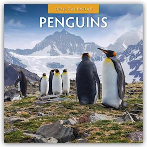 Cover for Red Robin · Penguins 2026 Square Wall Calendar (Paperback Book) (2025)