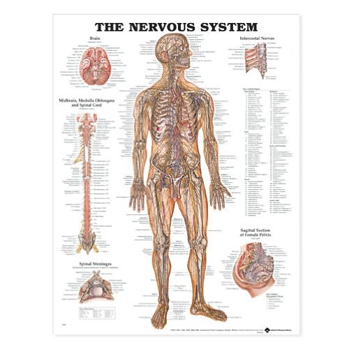 Cover for Anatomical Chart Com · The Nervous System Anatomical Chart (Map) [New edition] (2002)