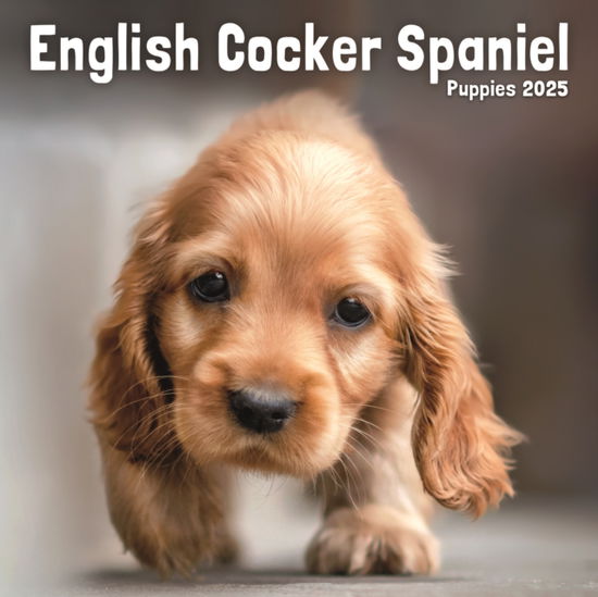 Cover for Avonside Publishing Ltd · English Cocker Spaniel Puppies Square Mini Calendar 2025 (Calendar) (2024)