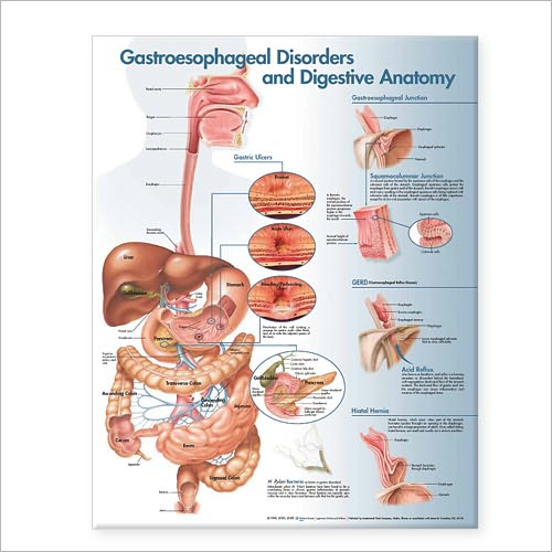 Cover for Acc · Gastro Disorders Diegest Anat 2e Laminat (Landkarten) (2008)