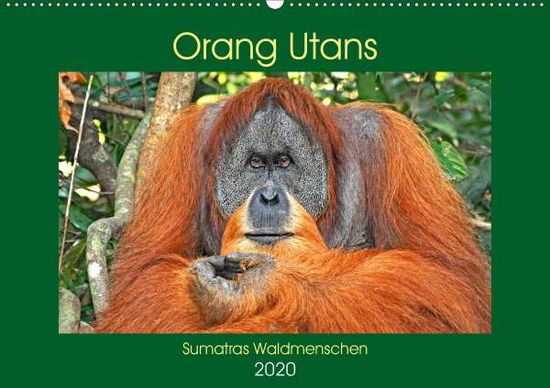 Cover for Edel · Orang Utans Sumatras Waldmenschen (Book)