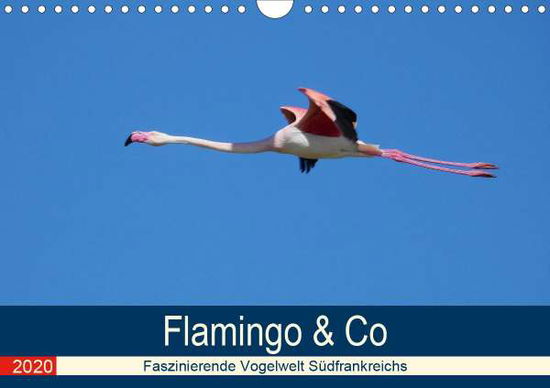 Flamingo & Co - Faszinierende V - Schaack - Bücher -  - 9783671406456 - 