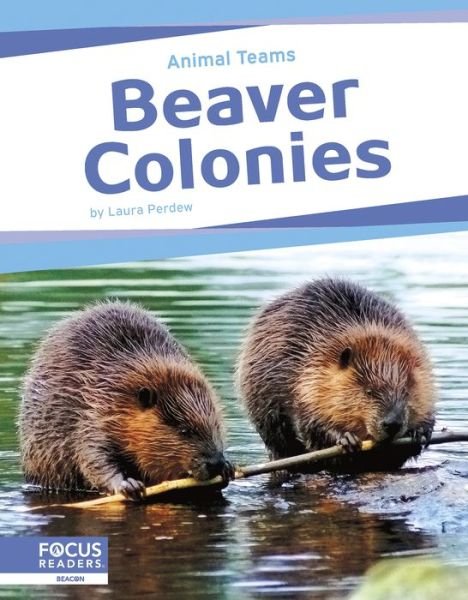 Cover for Laura Perdew · Beaver Colonies - Animal Teams (Paperback Book) (2024)