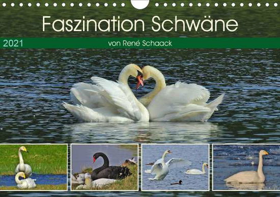 Cover for Schaack · Faszination Schwäne (Wandkalend (Bok)