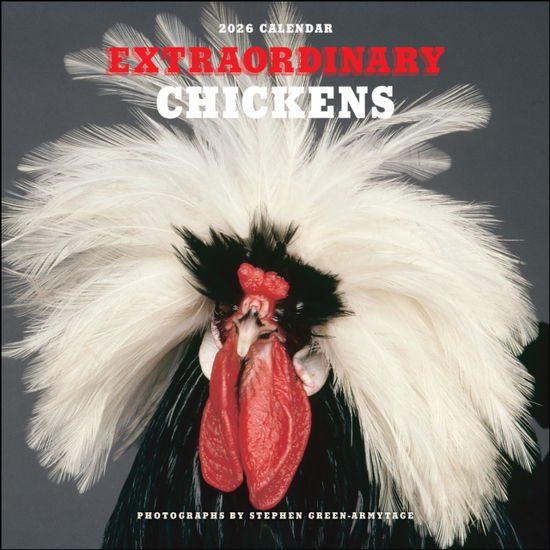 Cover for Stephen Green-Armytage · Extraordinary Chickens 2026 Wall Calendar (Calendar) (2025)
