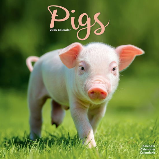 Cover for Pigs Calendar 2026  Square Farm Animal Wall Calendar - 16 Month (Calendar) (2025)