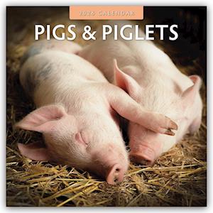 Cover for Red Robin · Pigs &amp; Piglets 2026 Square Wall Calendar (Paperback Book) (2025)