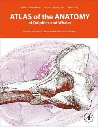 Cover for Huggenberger, Stefan (Department of Anatomy II, University of Cologne, Cologne, Germany) · Atlas of the Anatomy of Dolphins and Whales (Innbunden bok) (2018)