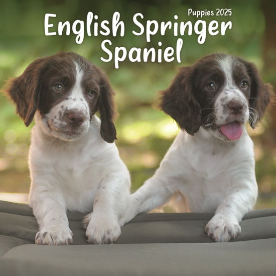 Cover for Avonside Publishing Ltd · English Springer Spaniel Puppies Square Mini Calendar 2025 (Calendar) (2024)