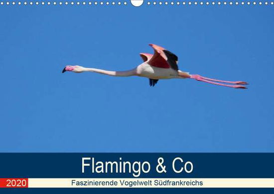 Flamingo & Co - Faszinierende V - Schaack - Livres -  - 9783671406463 - 