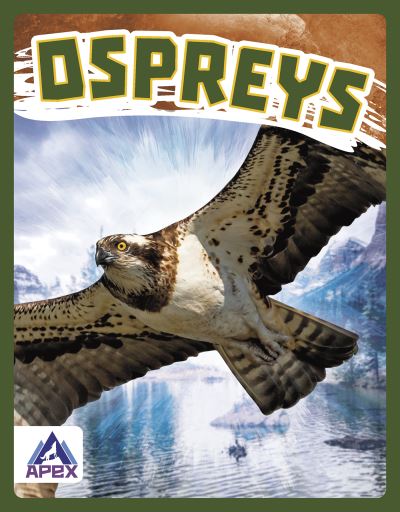 Cover for Connor Stratton · Ospreys - Birds of Prey (Hardcover Book) (2022)