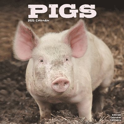 Cover for Pigs Calendar 2025 Square Farm Animal Wall Calendar - 16 Month (Kalender) (2024)