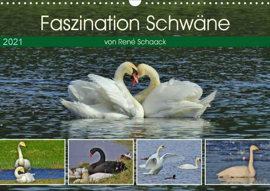 Cover for Schaack · Faszination Schwäne (Wandkalend (Buch)