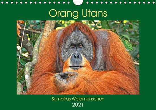 Cover for Edel · Orang Utans Sumatras Waldmenschen (Book)