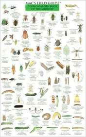 Mac's Field Guide to Midwest Garden Bugs (Mac's Guides (Flash Cards)) - Craig Macgowan - Books - Mountaineers Books - 9780898867466 - December 1, 2000