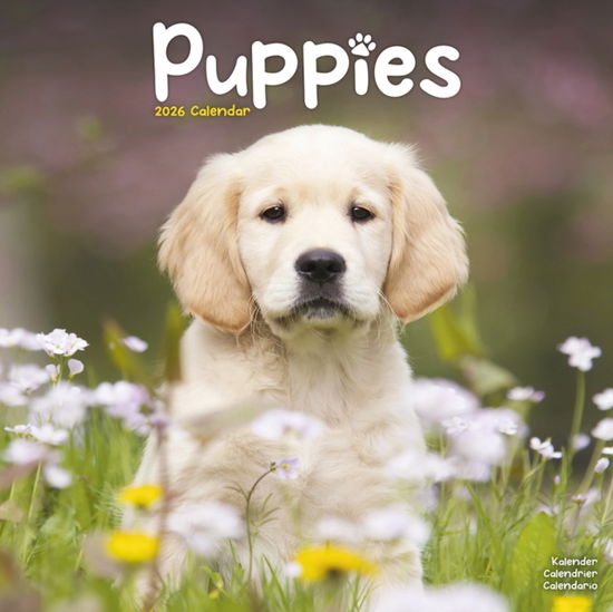 Cover for Puppies Calendar 2026  Square Animal Wall Calendar - 16 Month (Calendar) (2025)