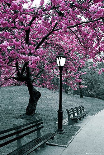 Cover for Central Park · Central Park: Blossom (Poster Maxi 61x91,5 Cm) (MERCH)