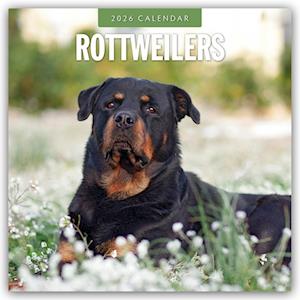 Cover for Red Robin · Rottweilers 2026 Square Wall Calendar (Paperback Book) (2025)