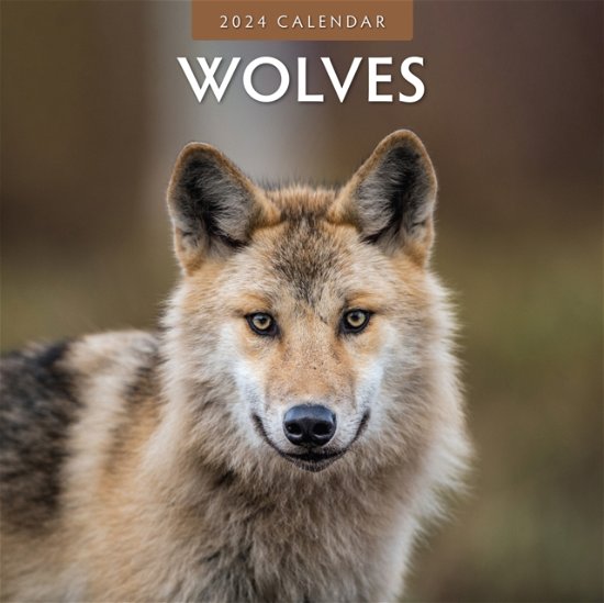 Cover for Red Robin Publishing Ltd. · Wolves 2024 Square Wall Calendar (Paperback Bog) (2023)