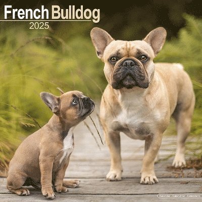 Cover for French Bulldog Calendar 2025 Square Dog Breed Wall Calendar - 16 Month (Kalender) (2024)