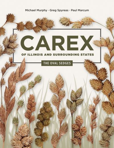 Cover for Michael Murphy · Carex of Illinois and Surrounding States: The Oval Sedges - Distributed for the Illinois Natural History Survey (Paperback Book) (2025)