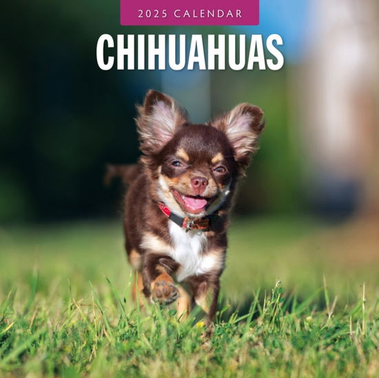 Cover for Red Robin · Chihuahuas 2025 Square Wall Calendar (Taschenbuch) (2024)