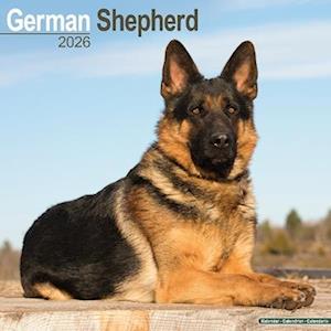 Cover for German Shepherd Calendar 2026  Square Dog Breed Wall Calendar - 16 Month (Calendar) (2025)