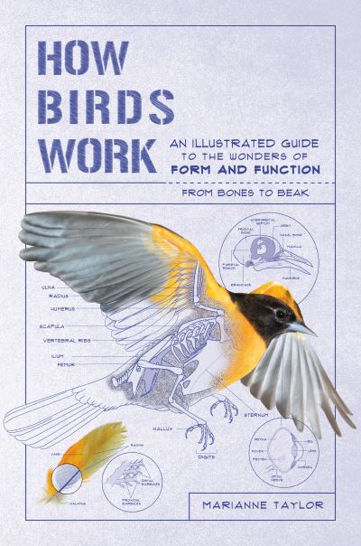 Cover for Marianne Taylor · How Birds Work An Illustrated Guide to the Wonders of Form and Function--From Bones to Beak (Book) (2020)