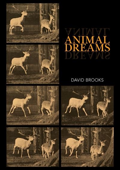 Cover for David Brooks · Animal Dreams - Animal Publics (Paperback Bog) (2021)