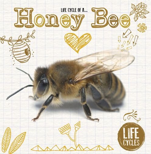 Cover for Grace Jones · Life Cycle of a Honey Bee - Life Cycles (Inbunden Bok) (2015)