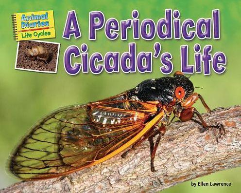 Cover for Ellen Lawrence · A Periodical Cicada's Life (Hardcover Book) (2016)