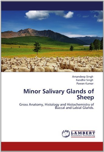 Cover for Pawan Kumar · Minor Salivary Glands of Sheep: Gross Anatomy, Histology and Histochemistry of Buccal and Labial Glands. (Taschenbuch) (2012)