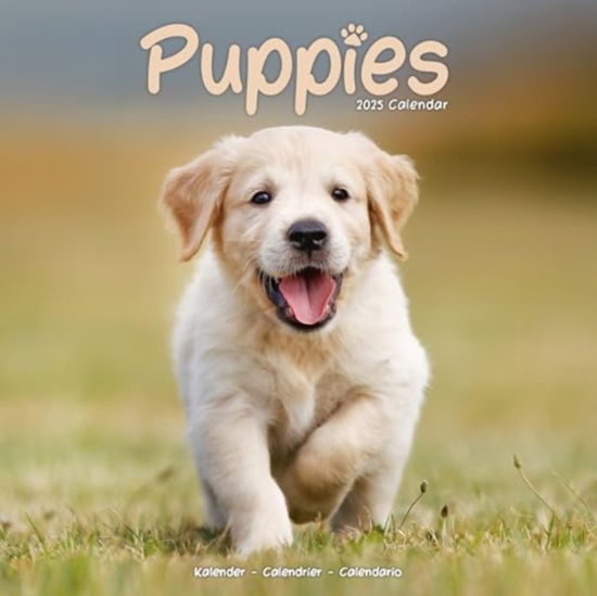 Puppies Calendar 2025 Square Animal Wall Calendar - 16 Month (Calendar) (2024)