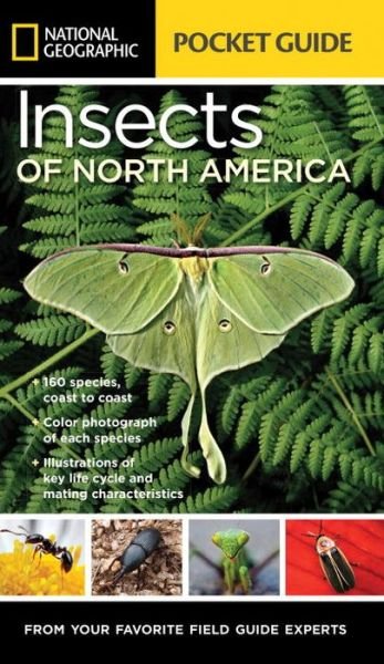 National Geographic Pocket Guide to Insects of North America - Arthur V. Evans - Livros - National Geographic Society - 9781426216473 - 29 de março de 2016