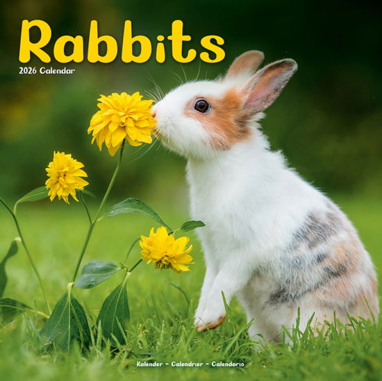Cover for Rabbits   Calendar 2026  Square Animal Wall Calendar - 16 Month (Calendar) (2025)