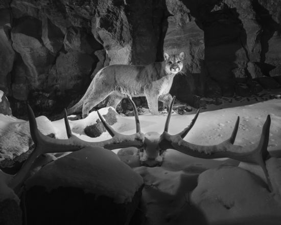 Ghostwalker: Tracking a Mountain Lion's Soul through Science and Story - Leslie Patten - Boeken - University of Nebraska Press - 9781496238474 - 1 oktober 2024