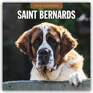 Cover for Red Robin · Saint Bernards 2026 Square Wall Calendar (Paperback Book) (2025)