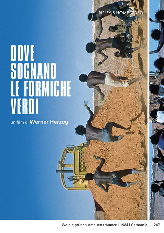 Cover for Dove Sognano Le Formiche Verdi (DVD) (2023)