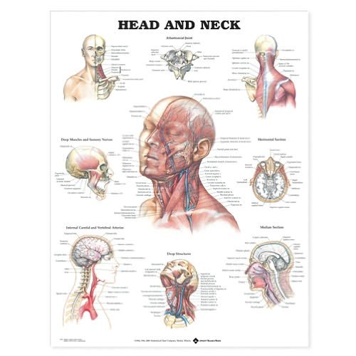 Cover for Acc 9990pl1.5 · Head and Neck Anatomical Chart (Map) (2000)